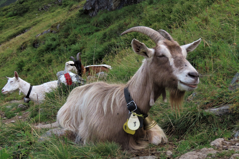 Others 5, Berggasthaus Tschingelhorn - only accessible on foot (2 hour hike), Interlaken