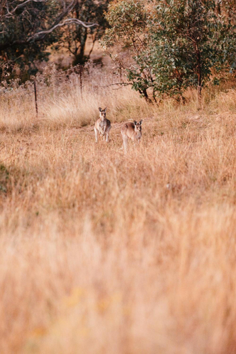Others 3, Sunstone - 2 Bed Eco Cabin - Kundalini Lodge, Mid-Western Regional - Pt A