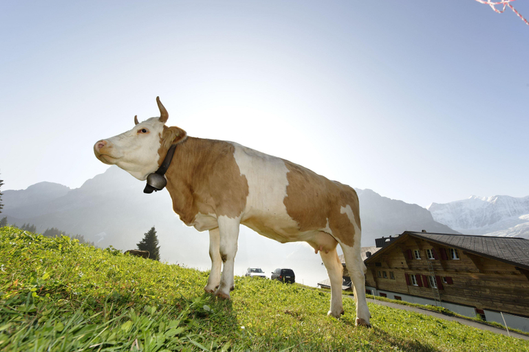 Others 3, Berghaus Bort Hotel, Interlaken