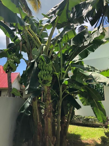 Exterior & Views 2, Green Turaco, Magharibi