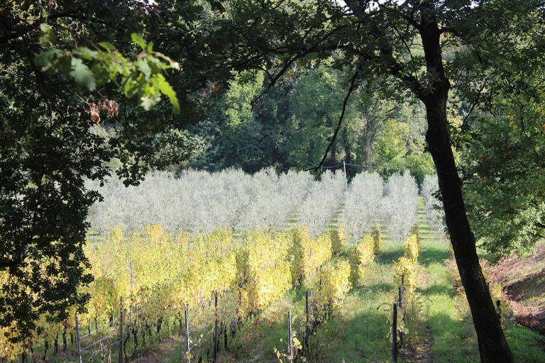 Buonamico Wine Resort, Lucca