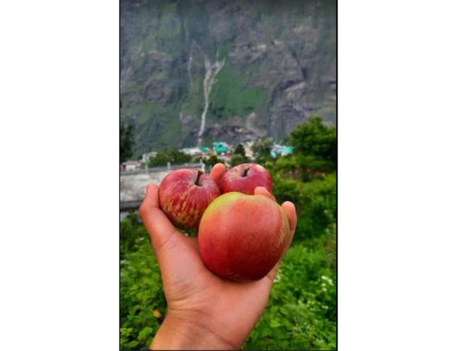 Food & Drinks, Hotel Auli Inn, Joshimath, Chamoli