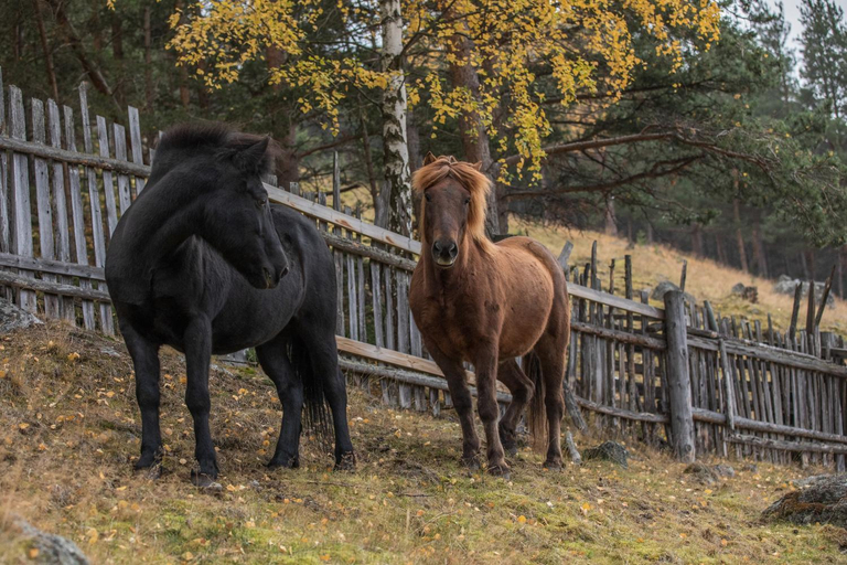 Others 4, Fjelleventyret gardsovernatting, Skjåk