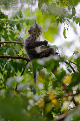 Sumatra Orangutan Treks Villa & Eco jungle trekking activity, Langkat