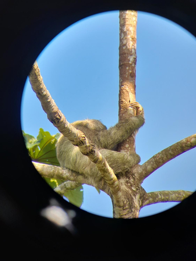 Others 4, Onca Tours & Treehouses, Guatuso