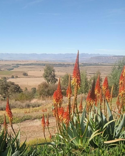 Others 5, Boschfontein Mountain Lodge, Thabo Mofutsanyane