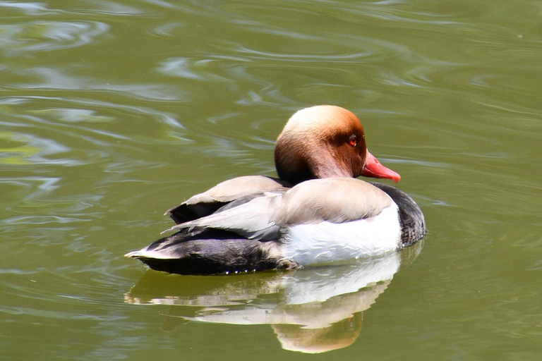 Others 5, Chambre d'hote L'Oiseau Blanc, Ain