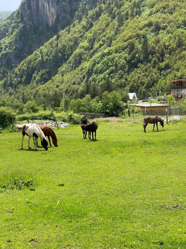 Others 4, Mikel Center Theth Guesthouse, Shkodrës