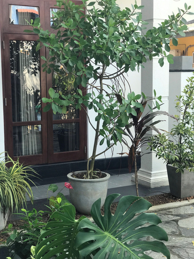 Exterior & Views 2, Villa Pearl Breeze, Galle Four Gravets