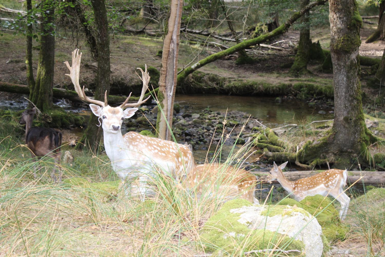 Others 3, auberge de la normandie, Cantal