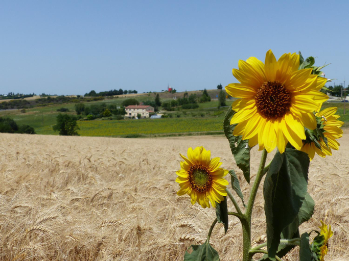 Others 5, Gites des Camparros, Haute-Garonne