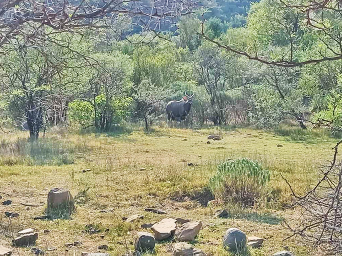 Others 4, The Mountain Lodge, Chris Hani