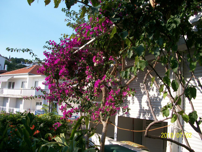 Others 2, Apartmani Surlin, Hvar