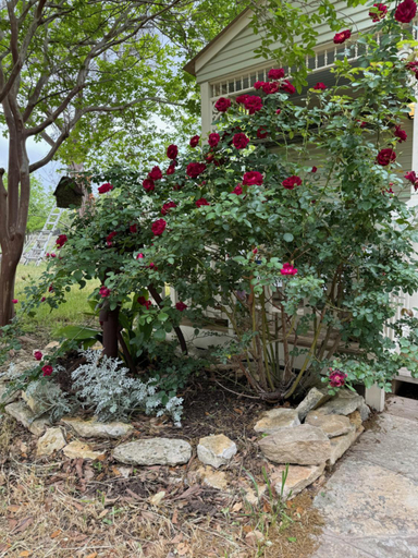 Others 5, Last Outpost - Sophie's Cottage, Bandera