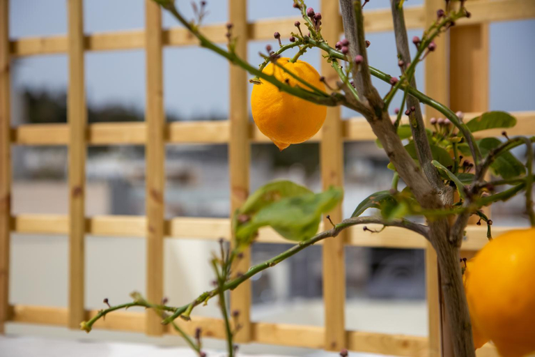 Others 3, Calliope & Terpsichore by Heloni Apartments, Attica