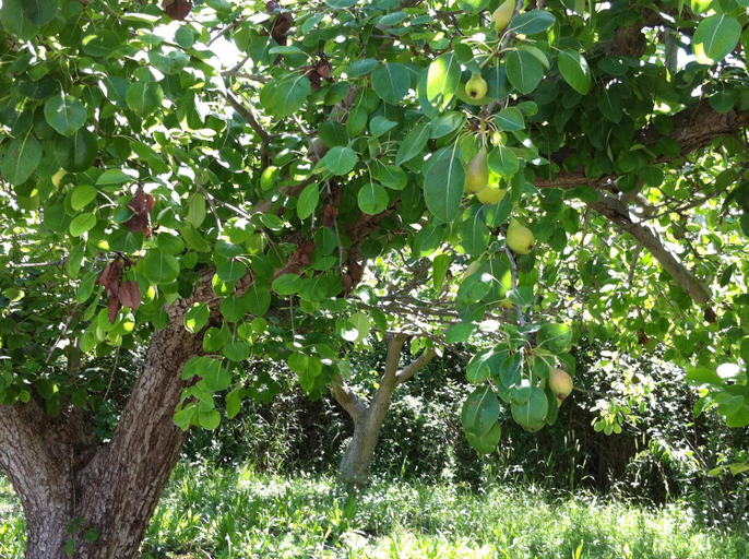Garden 5, Olgas Paradise Apartments, South Aegean