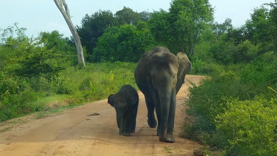 Others 5, udawalawa safari resort, Embilipitiya