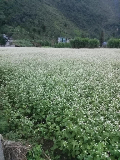 2, New Homestay, Đồng Văn