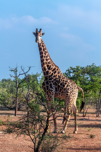 Others 4, Lucca Lodge, Vhembe