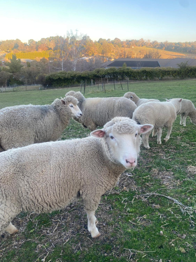 Others 5, Darcy’s Ranch, Bathurst Regional - Pt A