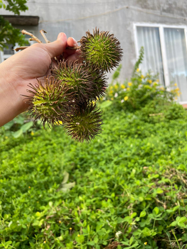 Others 5, Bảo Châu Garden, Krông Nô