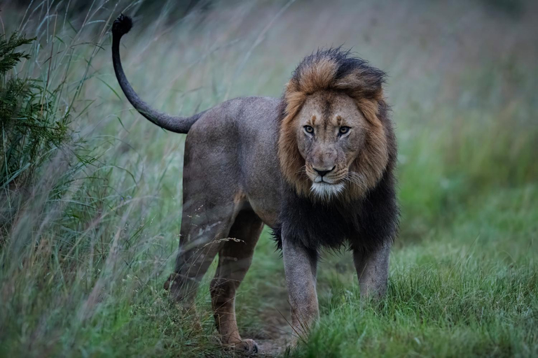 Others 3, Zulu Rock Lodge - Babanango Game Reserve, Zululand