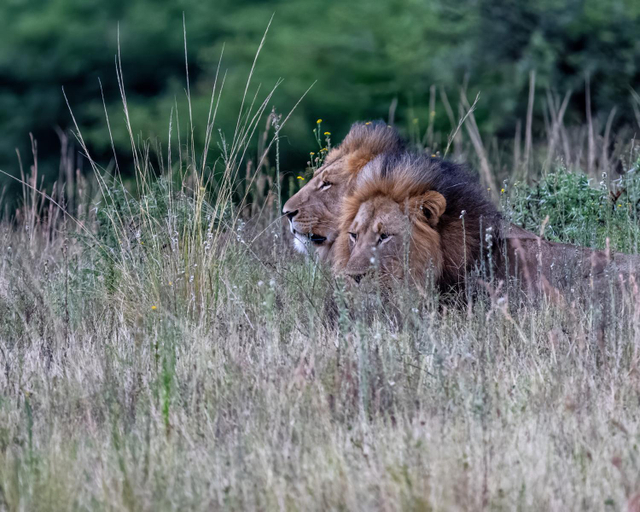 Others 2, Zulu Rock Lodge - Babanango Game Reserve, Zululand