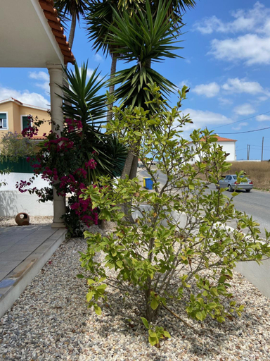 Casa do Canto - Uma casa no campo, perto da praia., Óbidos