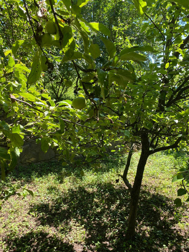 Garden 5, Luxury 3 BR Vila in a forest 10min drive from city center, Budapesti