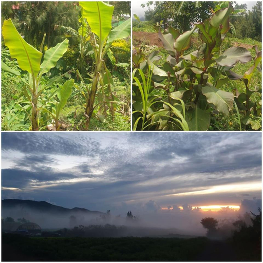 2, Au coeur des plantations, La Possession