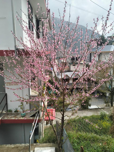 Others 5, Aman Inn, Kangra