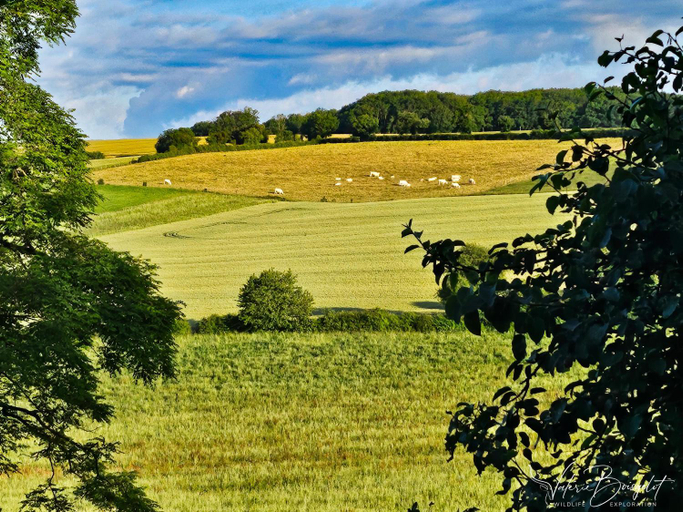 Others 5, Le Petit Pre, Nièvre