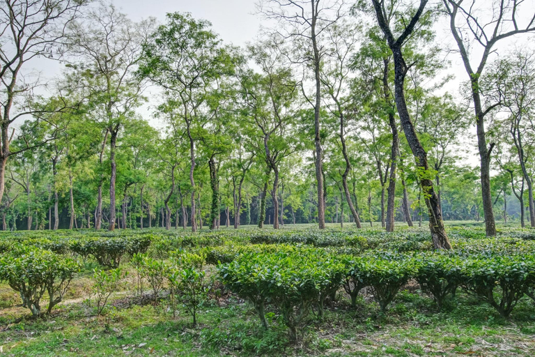 Others 4, Hotel O Heritage Nest Resort Kazirnga, Golaghat