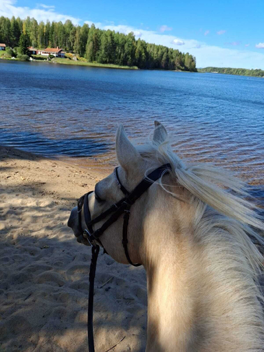 Others 5, Myskje Gård Äventyr, Söderhamn