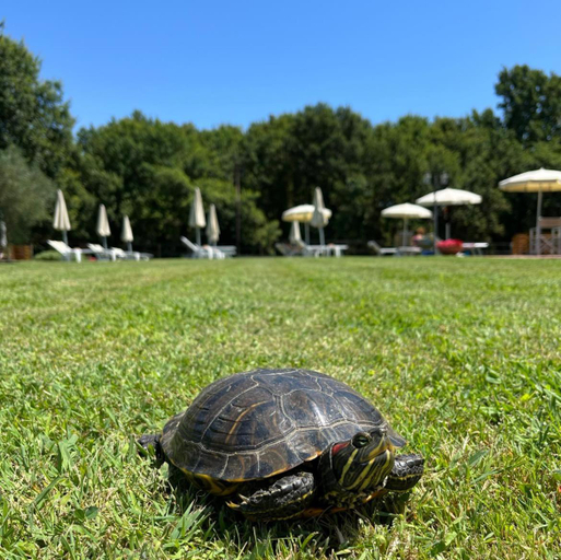Others 4, Sibolla Holidays, Lucca