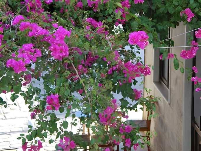 Others 3, Oikeion, South Aegean