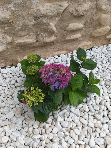 Others 5, Villa Celeste, Cuneo