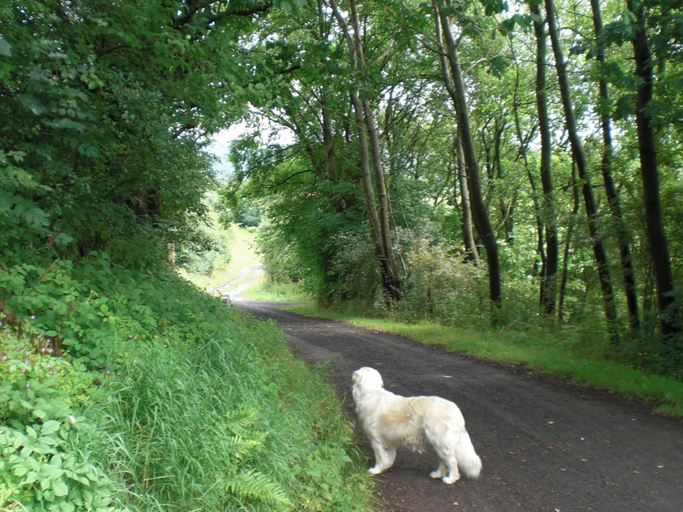 Others 5, Dog-friendly holiday home in the Knull, Hersfeld-Rotenburg