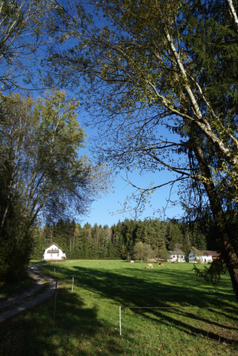 Others 3, Baumzelt am Waldesrand, Regen