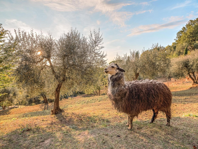 View from property 4, Farmhouse in Tuscany With Pool Near Montecastello, Pisa