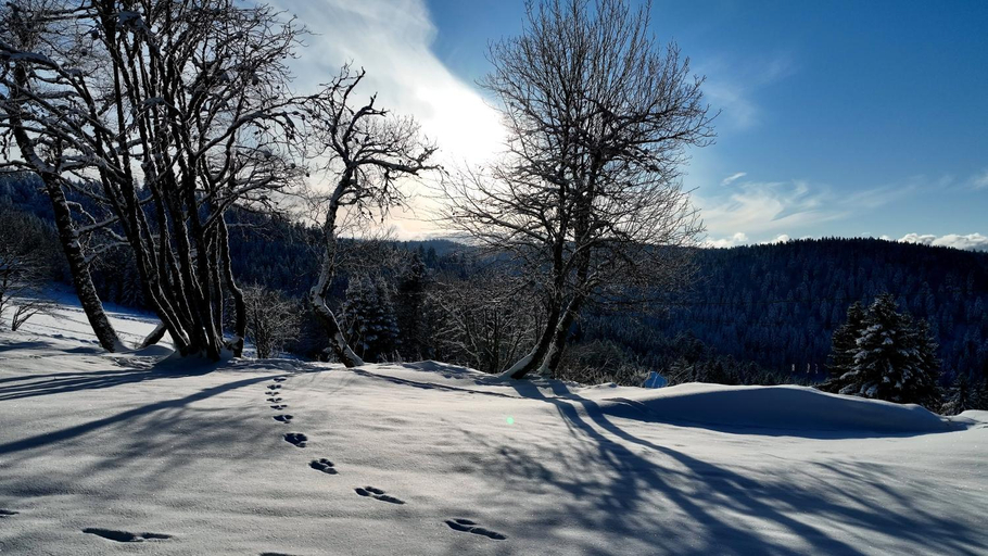 Others 5, Chalet Perle des Hauts, Vosges