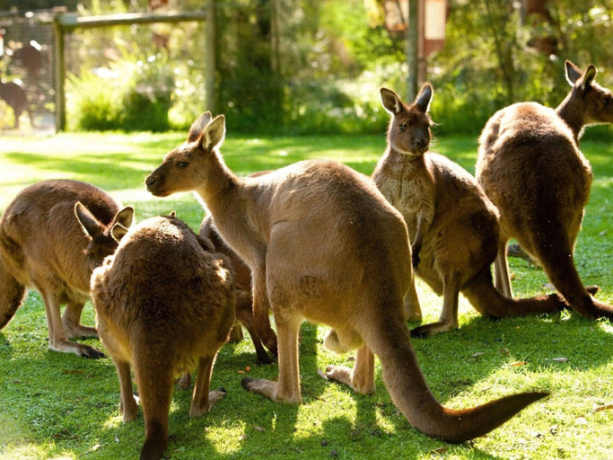 Others 4, Avoca Park Equestrian Farmstay, Yarra Ranges - Seville