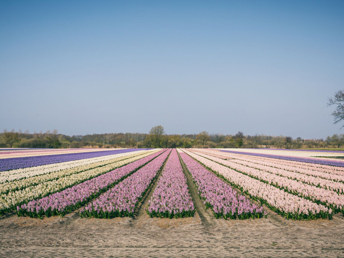 View from property 2, Holiday Home Near Noordwijk Beach, Noordwijkerhout
