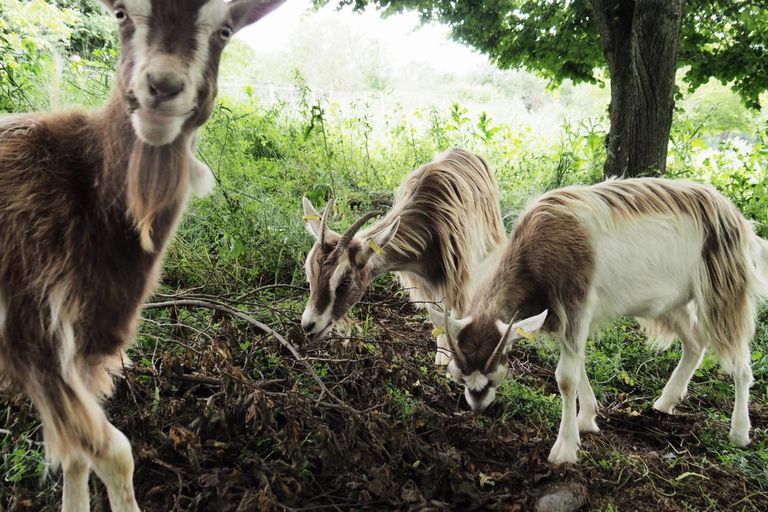 Others 5, la Ferme de Vazerat, Cantal