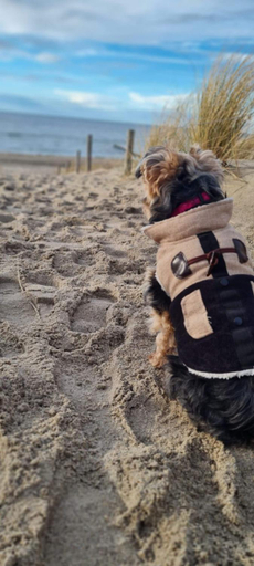 Others 4, Residenz Lausitz - Apartments fur Urlaub mit Hund, Rostock