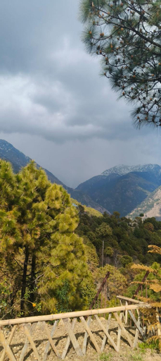 Others 5, Shephard cheminee, Kangra