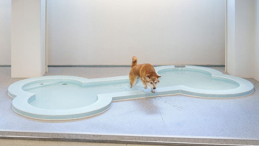 Sport & Beauty 2, DOG HOTEL SHIRAHAMA, Shirahama