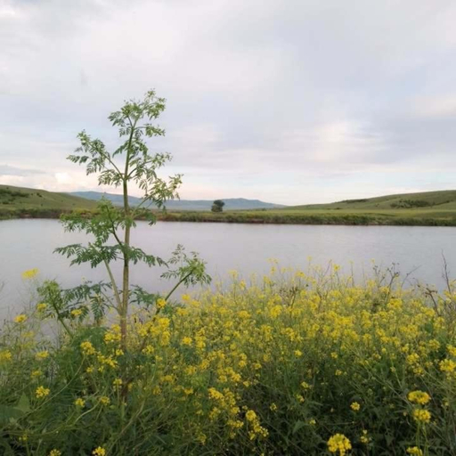 Others 4, Green Lake Vashlovani, Dedoplis Tskaro