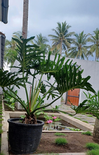 Others 2, Rumah Markisa Batukaras, Pangandaran