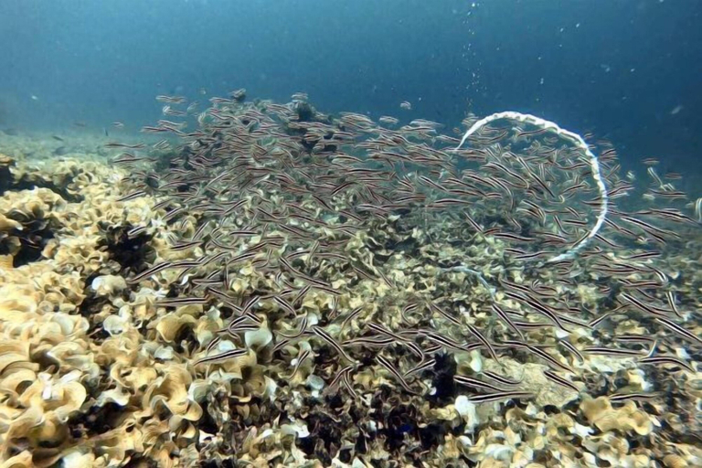Others 4, Cooldive Semporna, Semporna